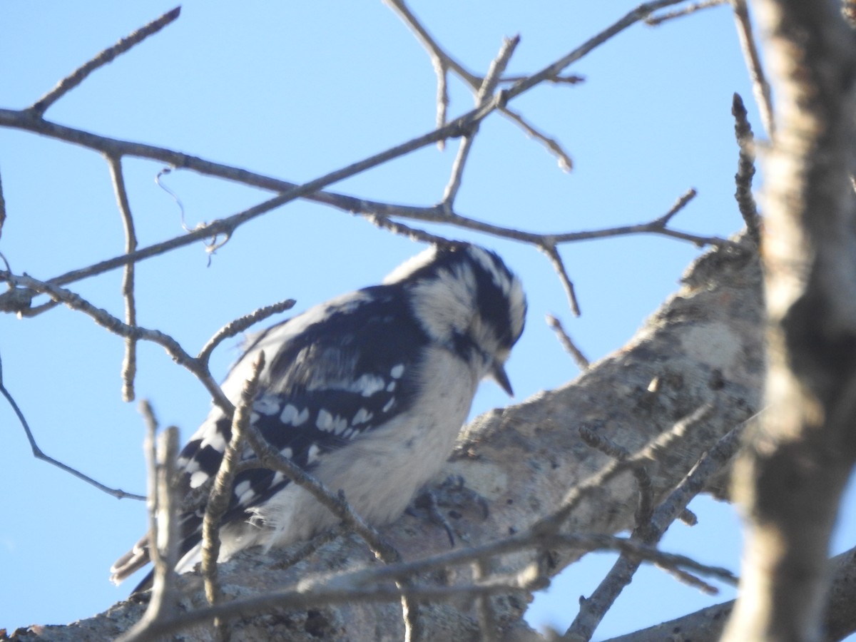 Downy Woodpecker - Wayne Longbottom