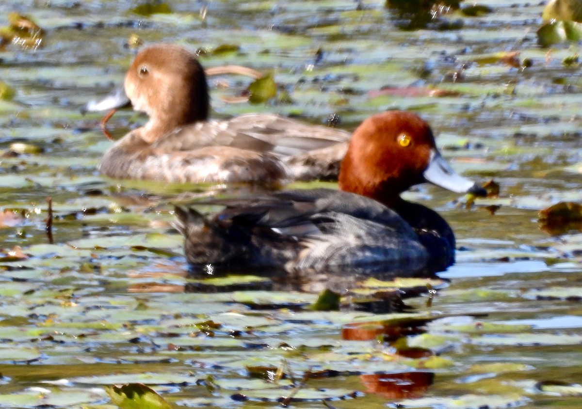 Redhead - ML615158873