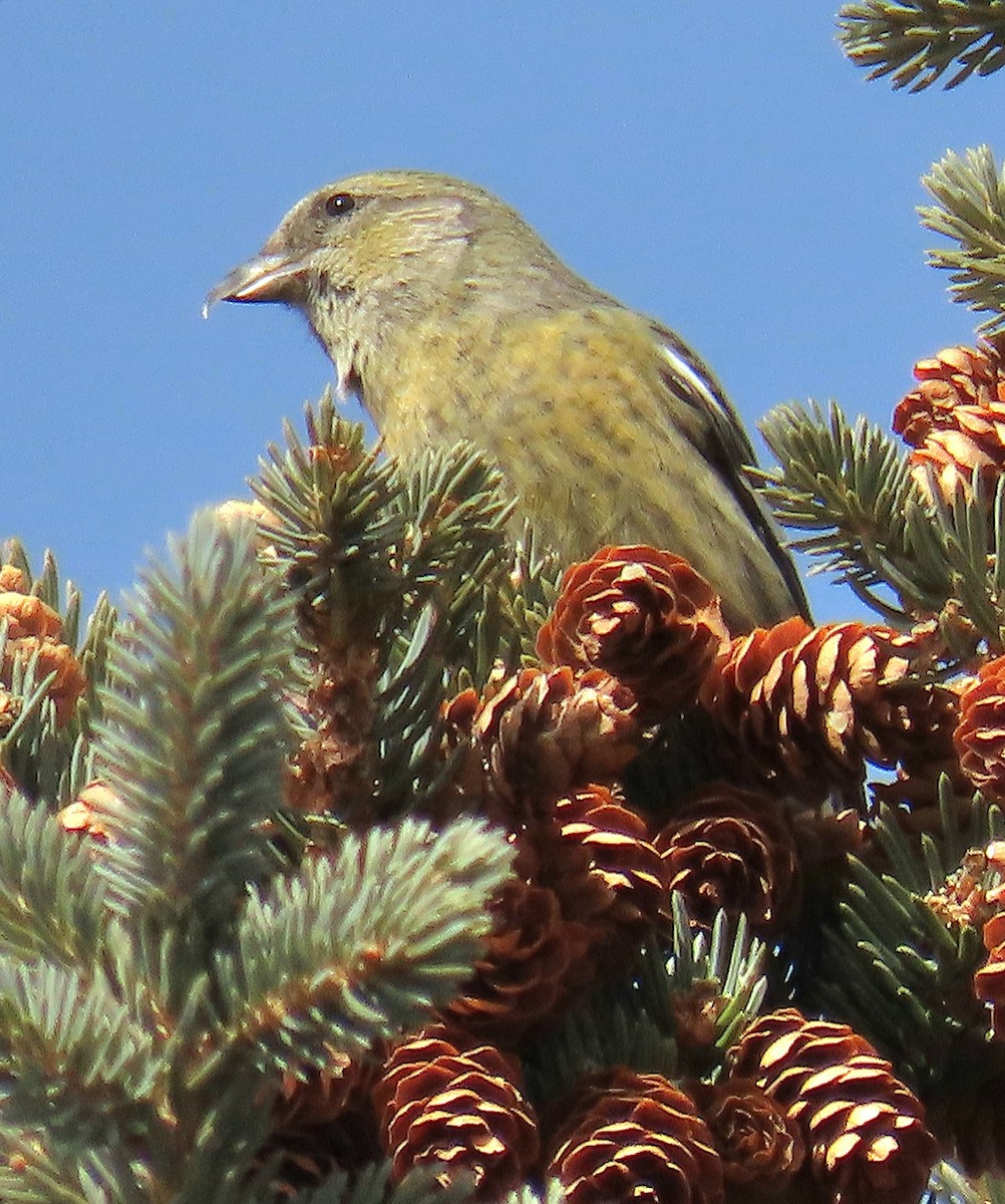 White-winged Crossbill - ML615158889