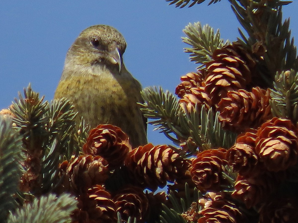 White-winged Crossbill - ML615158899