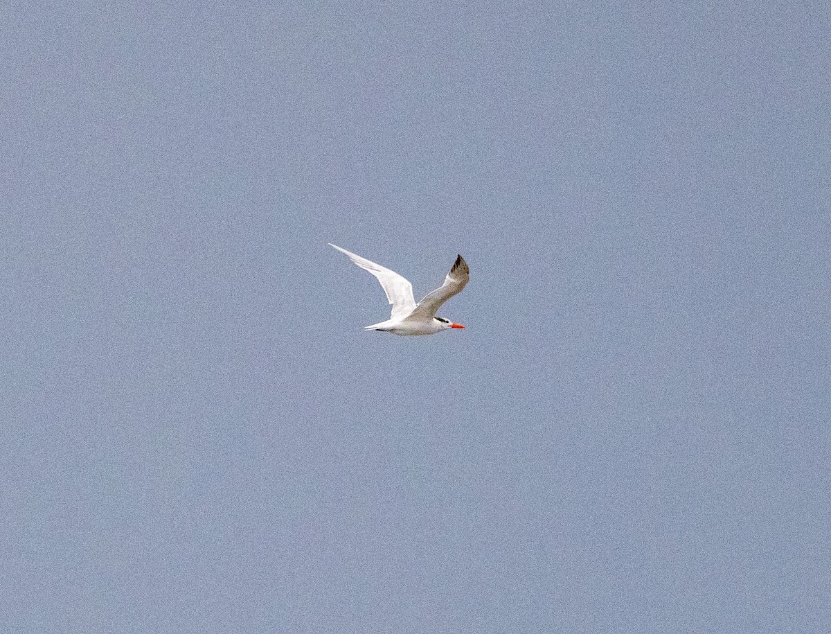 Royal Tern - ML615158959