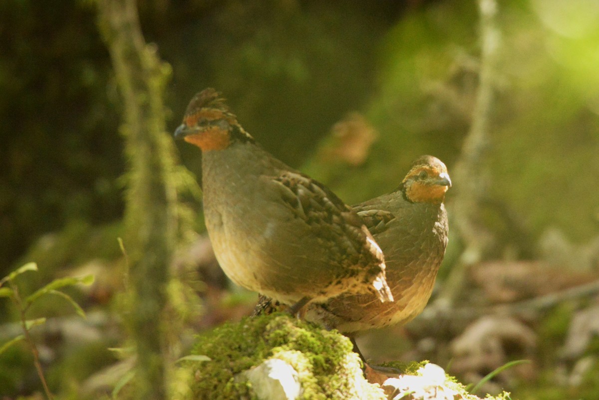 Singing Quail - ML615159042