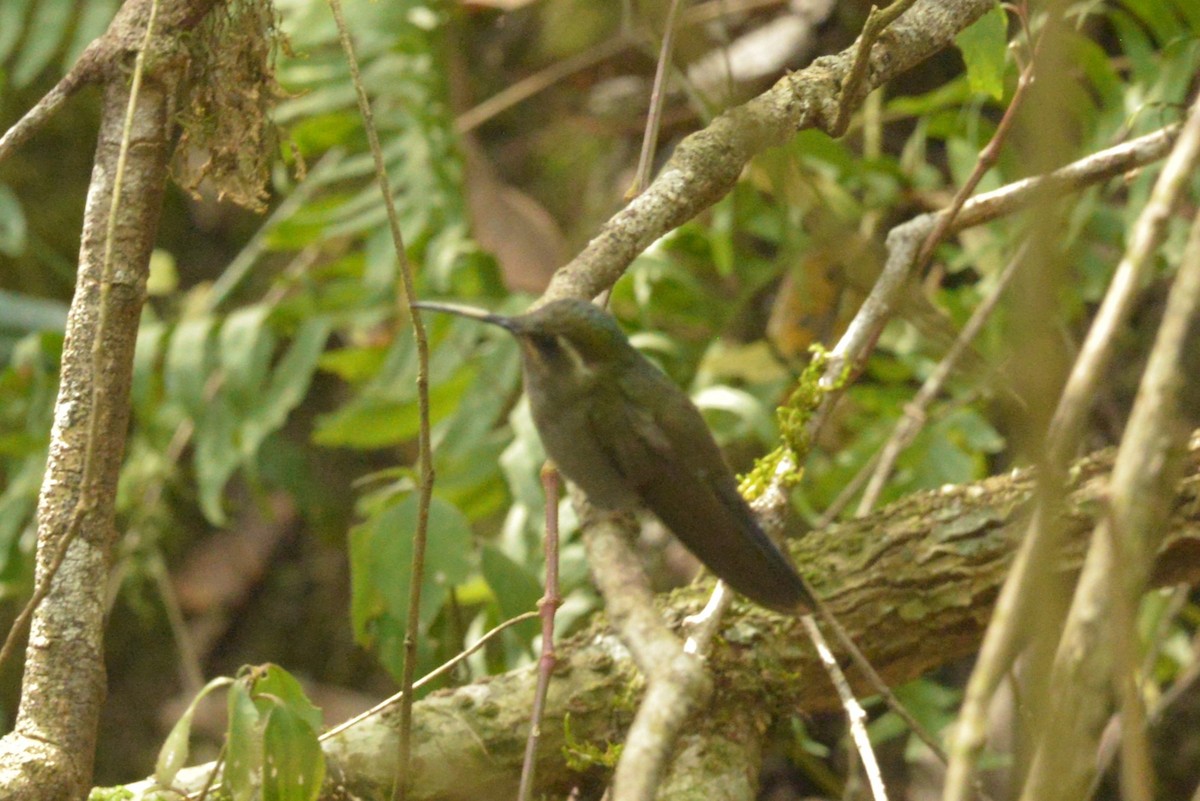 Amethyst-throated Mountain-gem - ML615159067