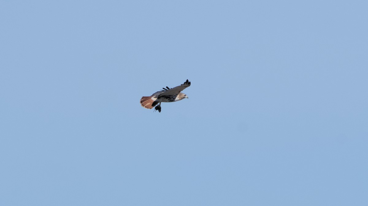 Red-tailed Hawk - Robert Howard