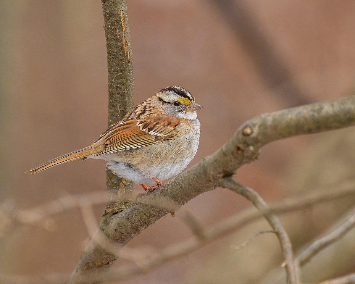 White-throated Sparrow - Peter Rosario