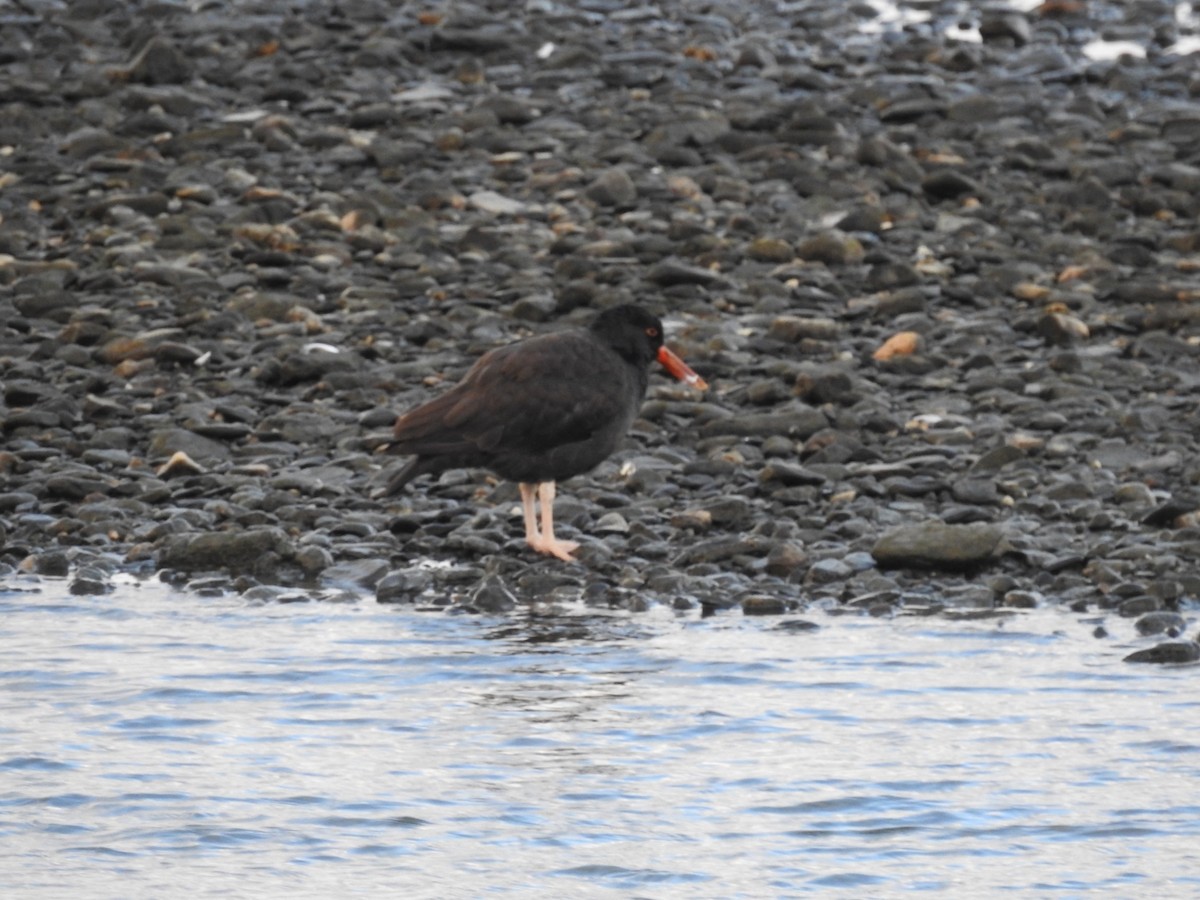 Blackish Oystercatcher - ML615159143