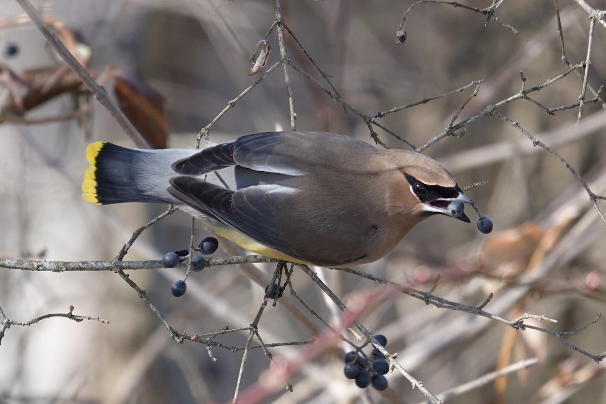 Cedar Waxwing - ML615159185