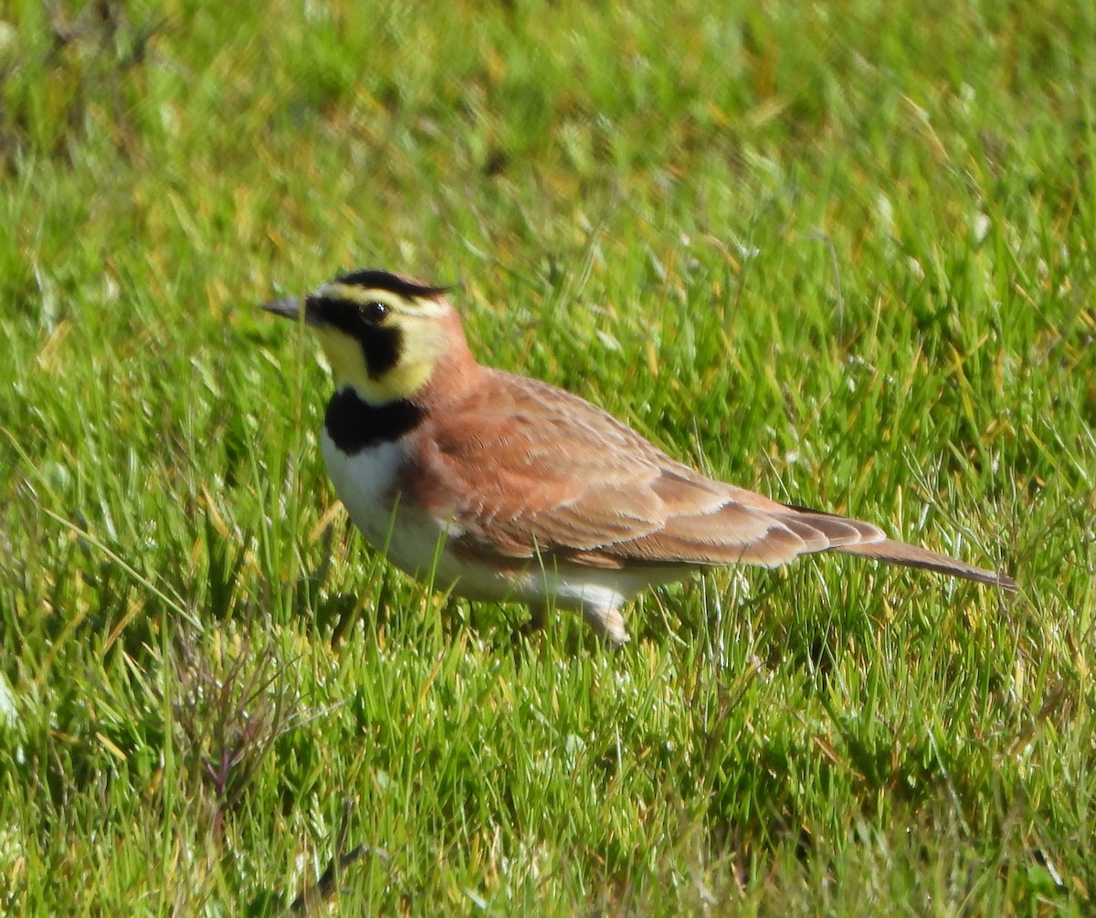 Horned Lark - Lynne Craft