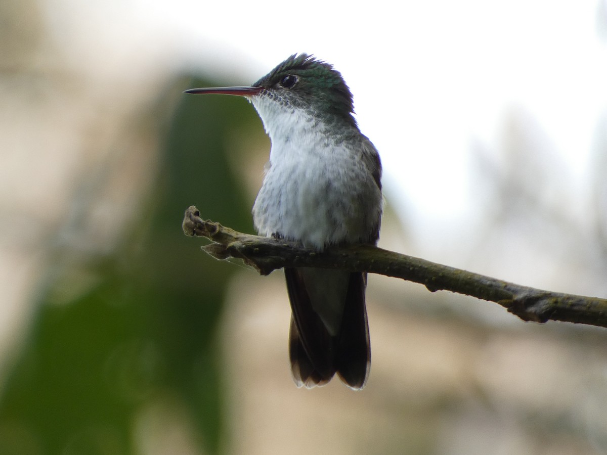 White-bellied Emerald - ML615159216