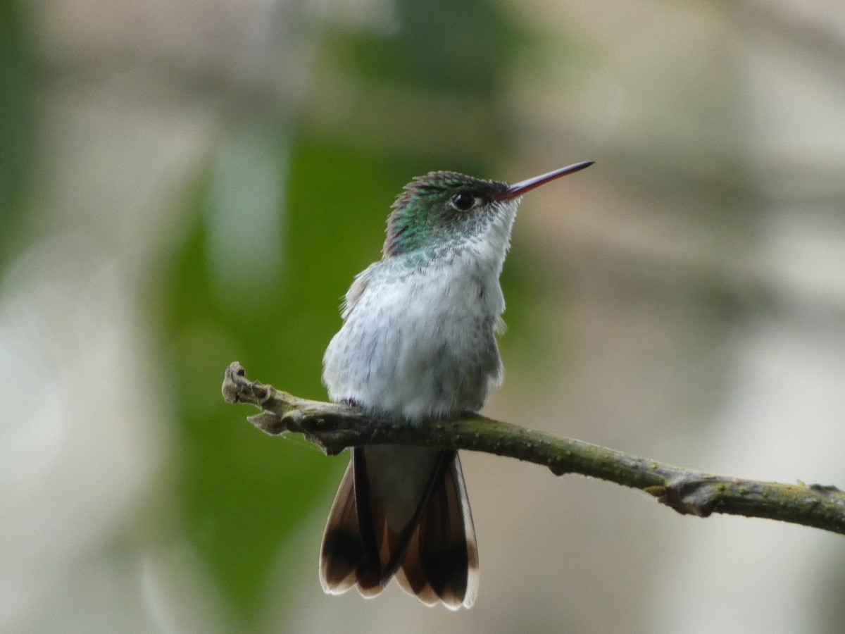 White-bellied Emerald - ML615159217