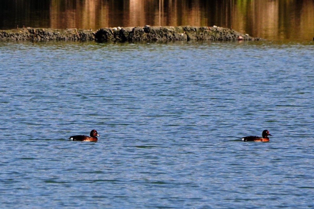 Ferruginous Duck - ML615159218