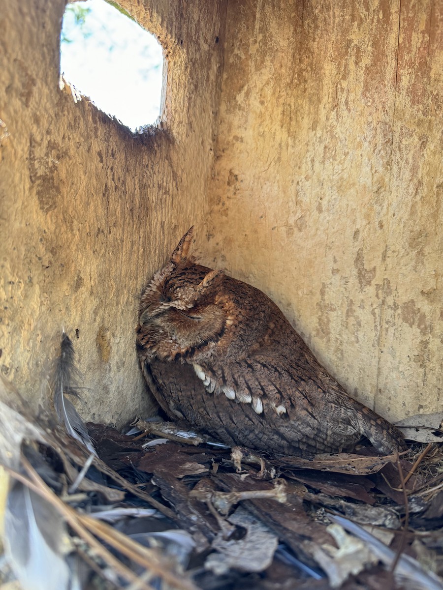 Eastern Screech-Owl - ML615159221