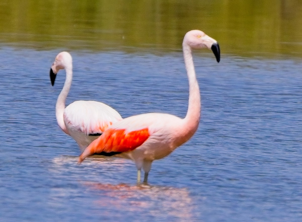 Чилийский фламинго - ML615159224