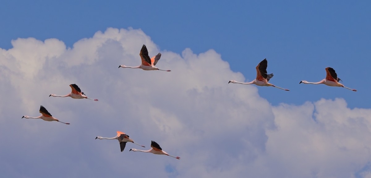Şili Flamingosu - ML615159225