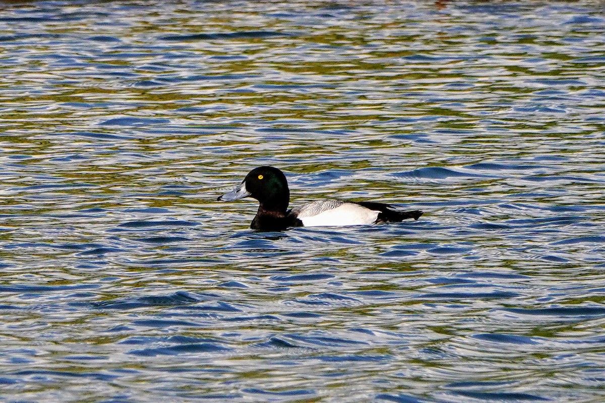 Greater Scaup - ML615159229