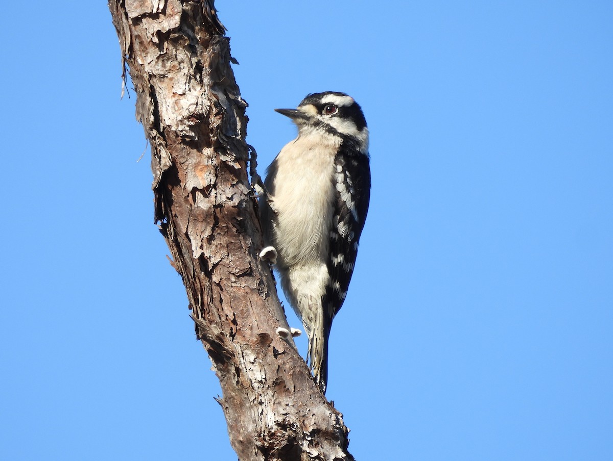 Downy Woodpecker - ML615159298