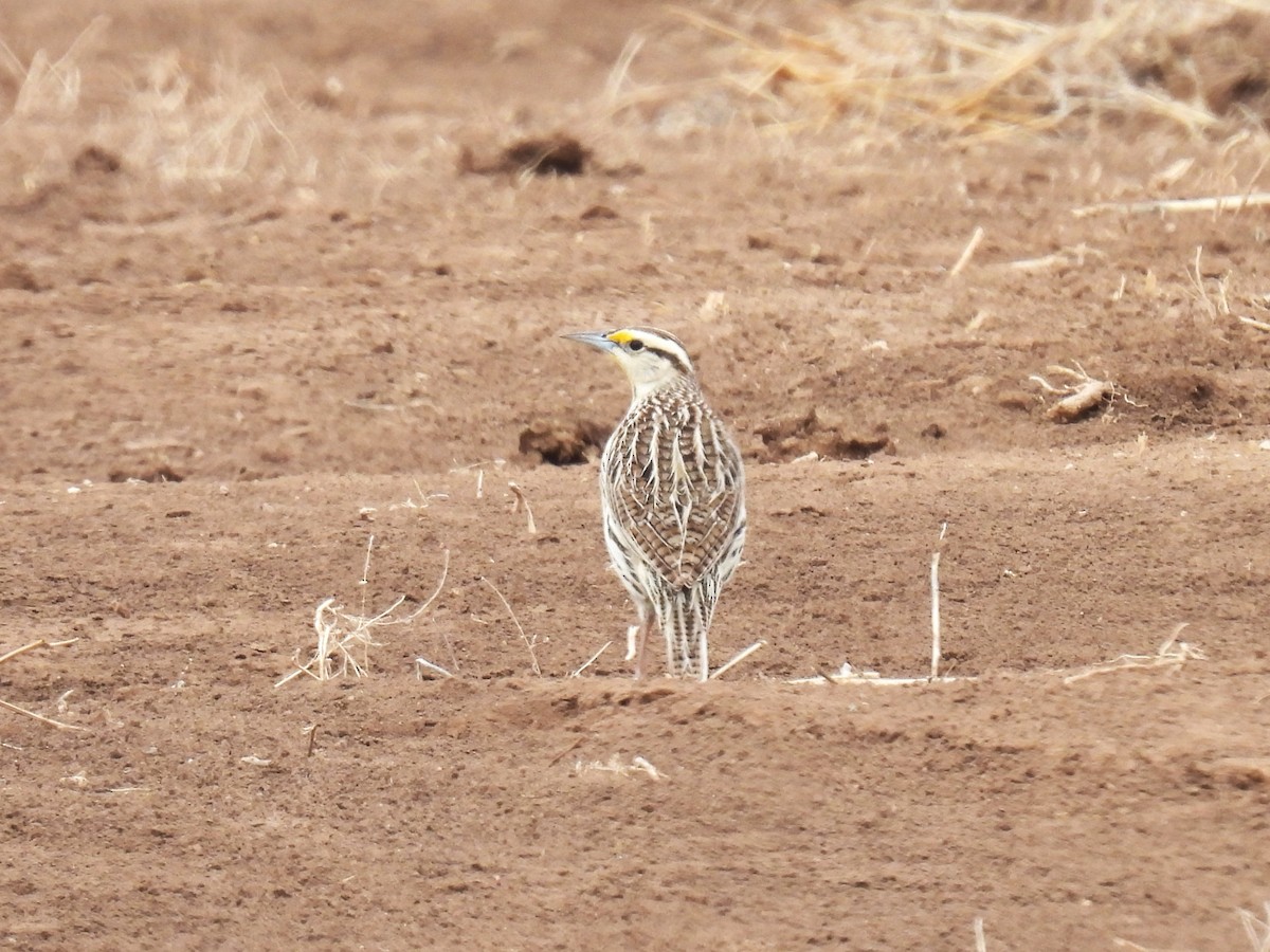 Chihuahuan Meadowlark - Chris Chappell