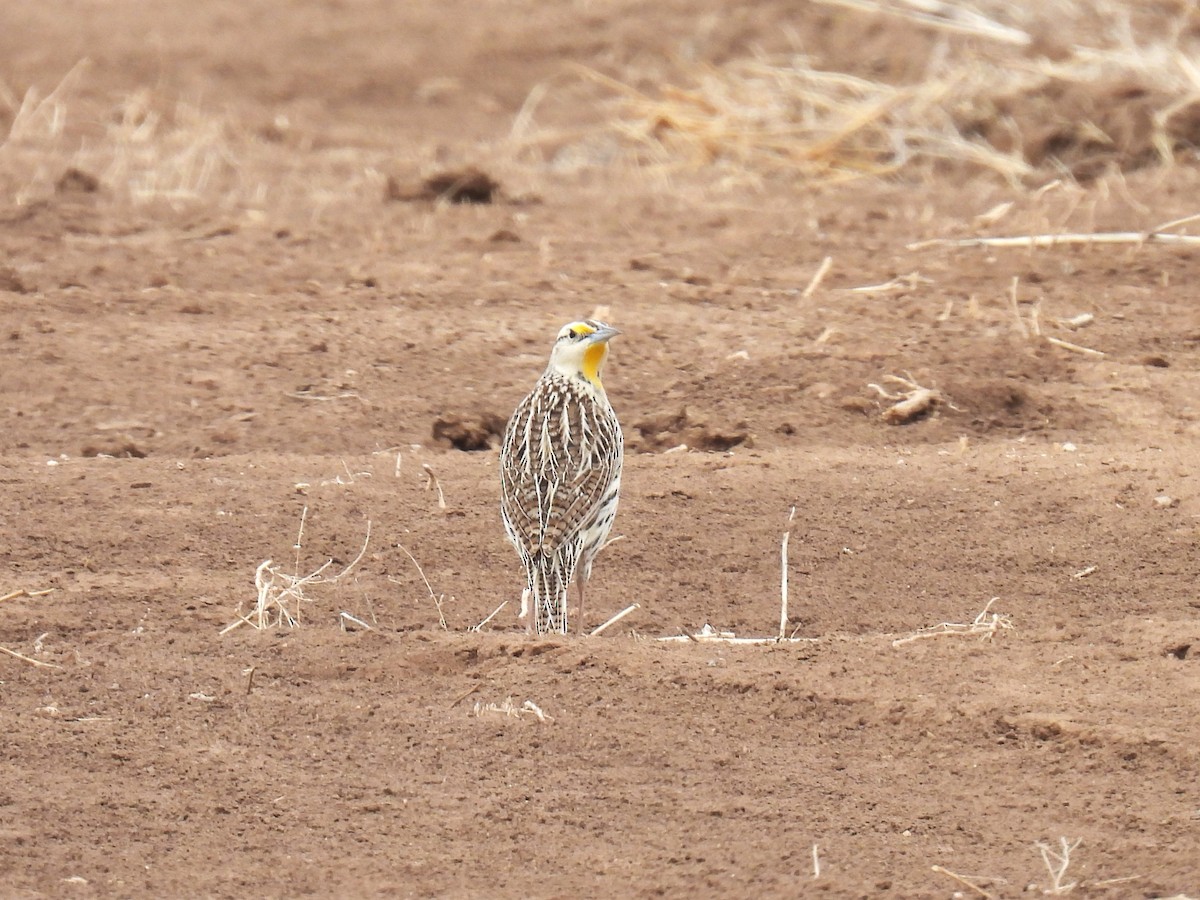 Chihuahuan Meadowlark - Chris Chappell