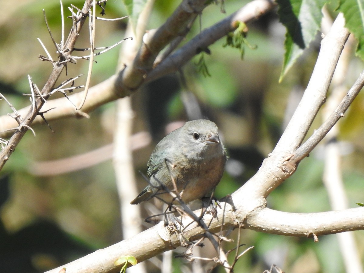 Sayaca Tanager - Melissa Alves