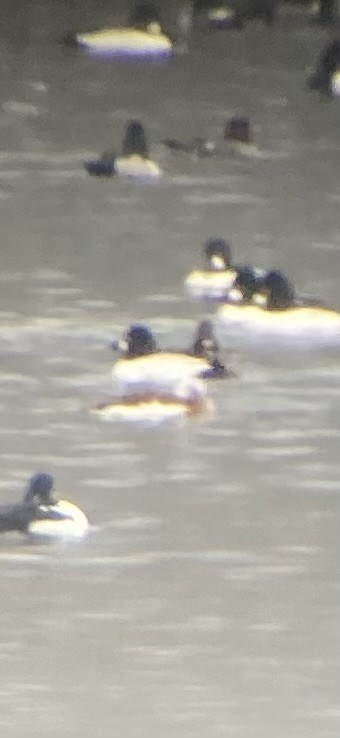 Long-tailed Duck - ML615159356