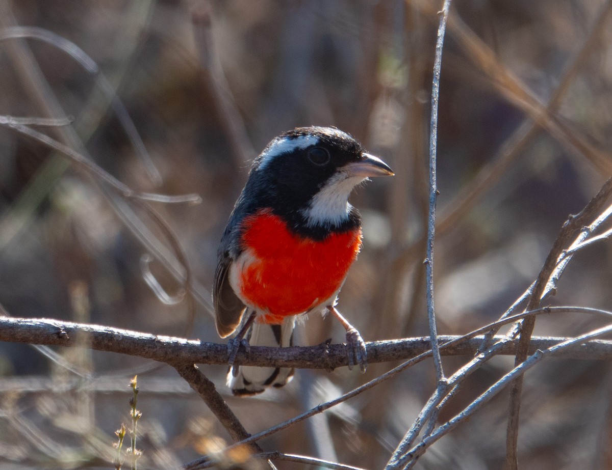 Red-breasted Chat - eildert beeftink