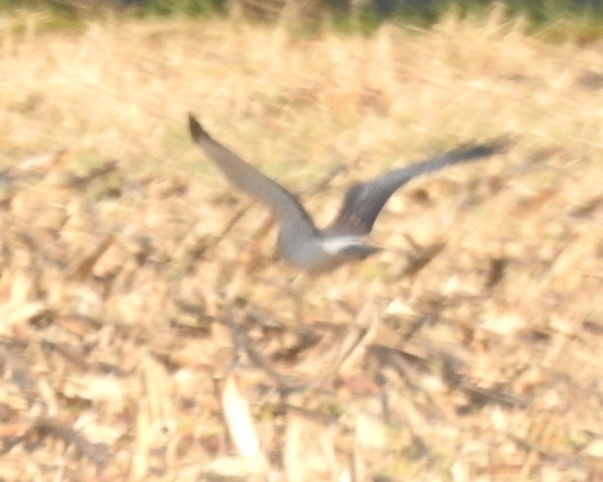 Northern Harrier - ML615159393