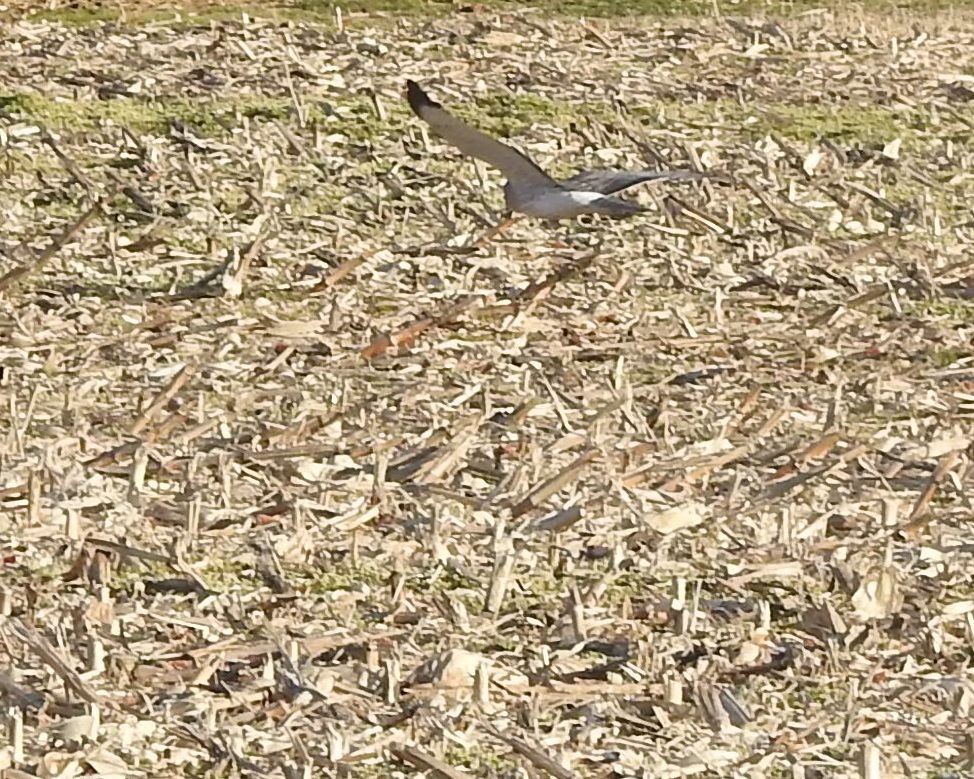 Northern Harrier - ML615159394