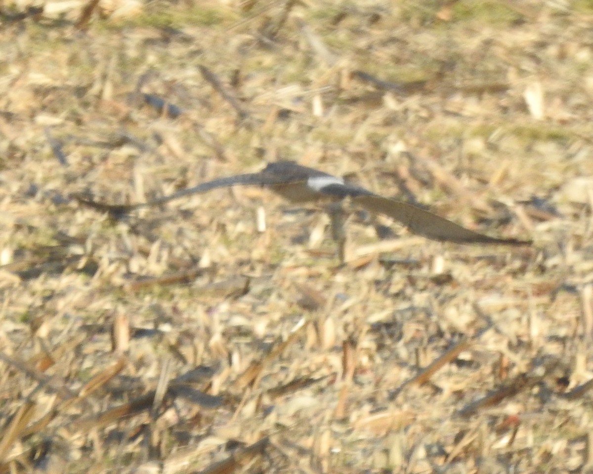 Northern Harrier - ML615159395