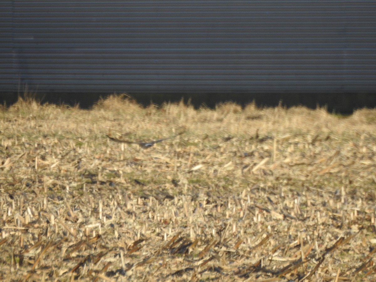 Northern Harrier - ML615159396