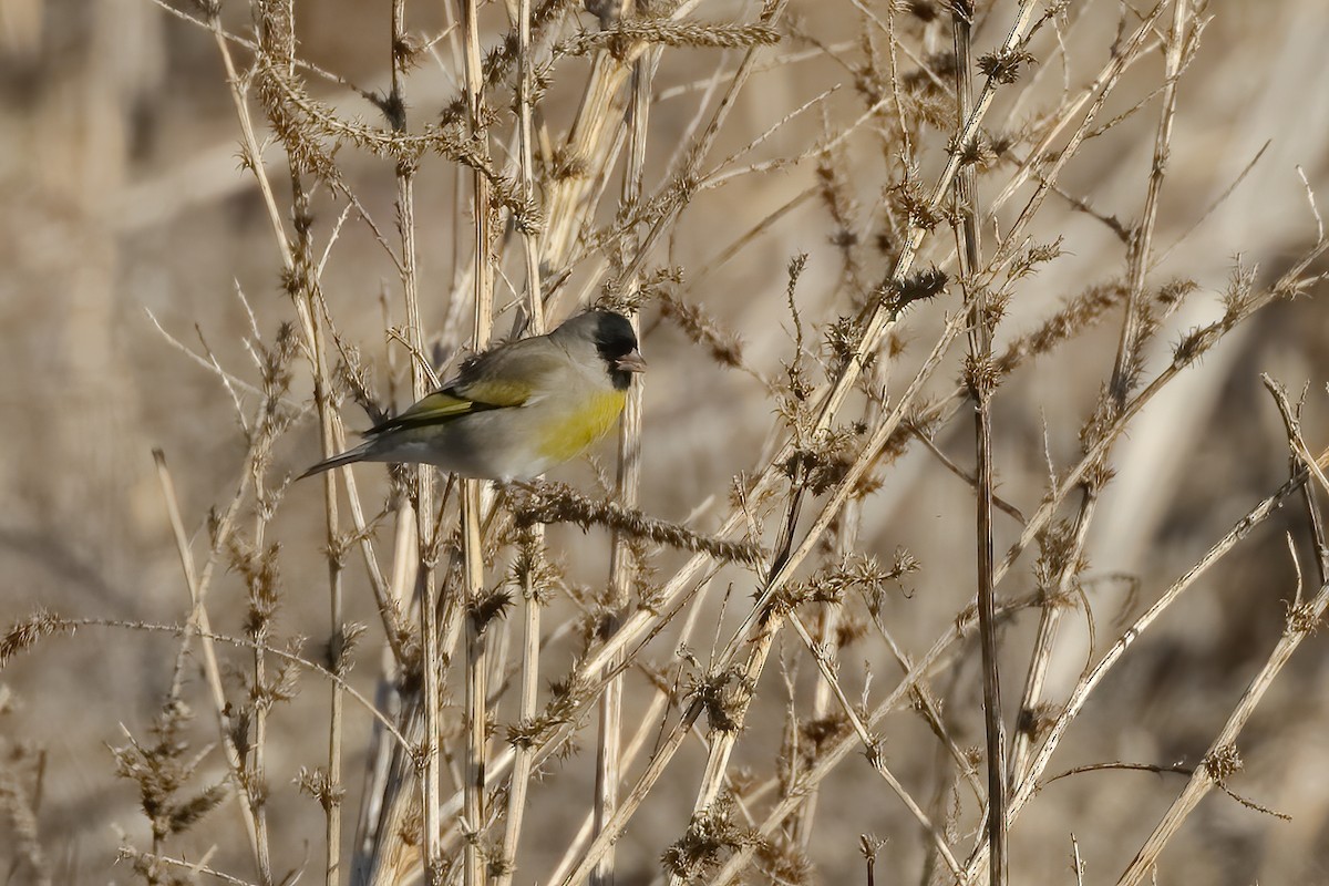 Lawrence's Goldfinch - ML615159436