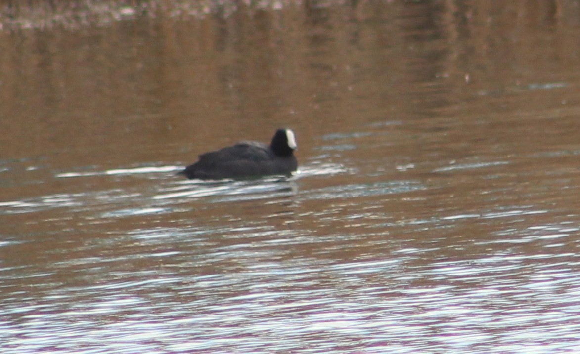 American Coot (White-shielded) - Tommy DeBardeleben