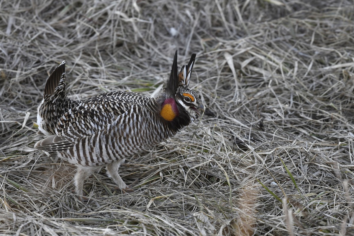 Greater Prairie-Chicken - ML615159644