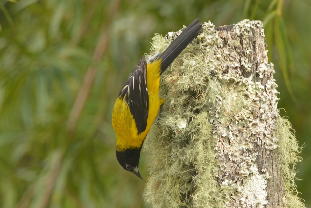 Oriole d'Audubon - ML615159660