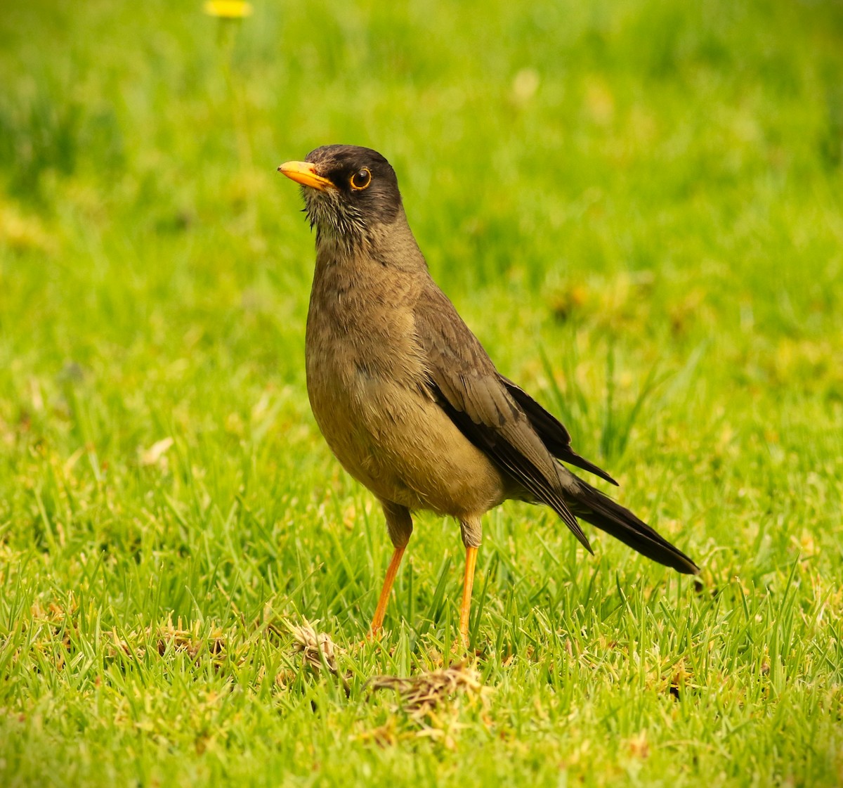 Austral Thrush (Magellan) - ML615159663