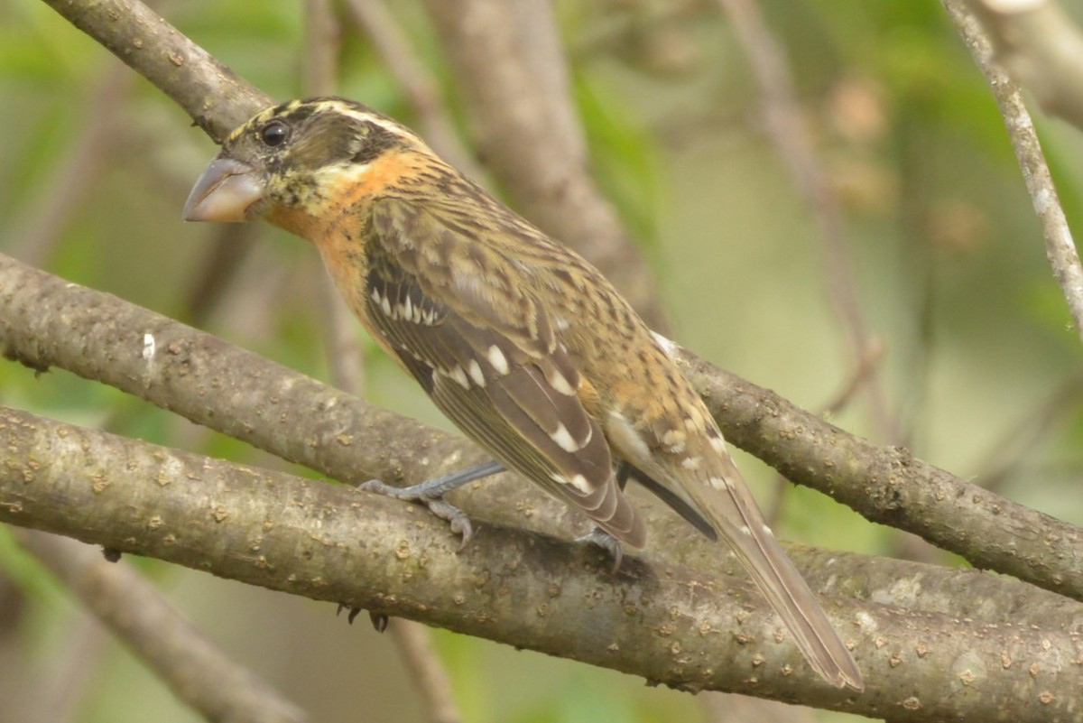 Black-headed Grosbeak - ML615159709