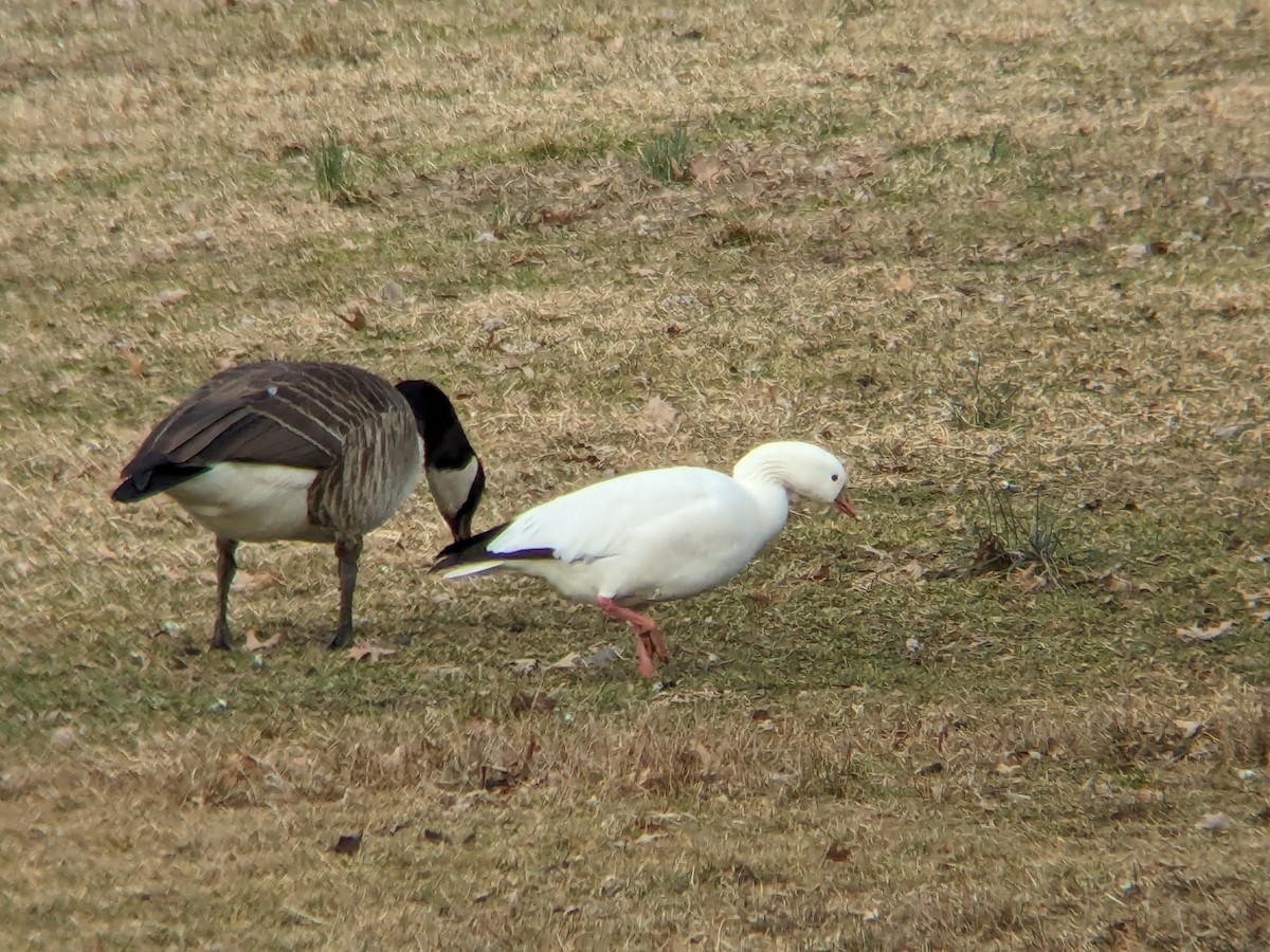 Ross's Goose - ML615159713