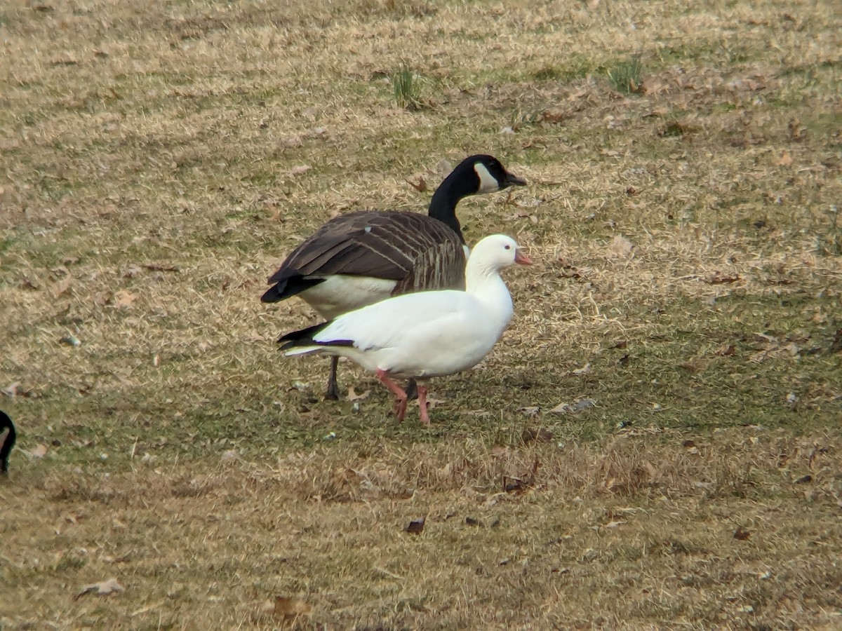 Ross's Goose - ML615159723