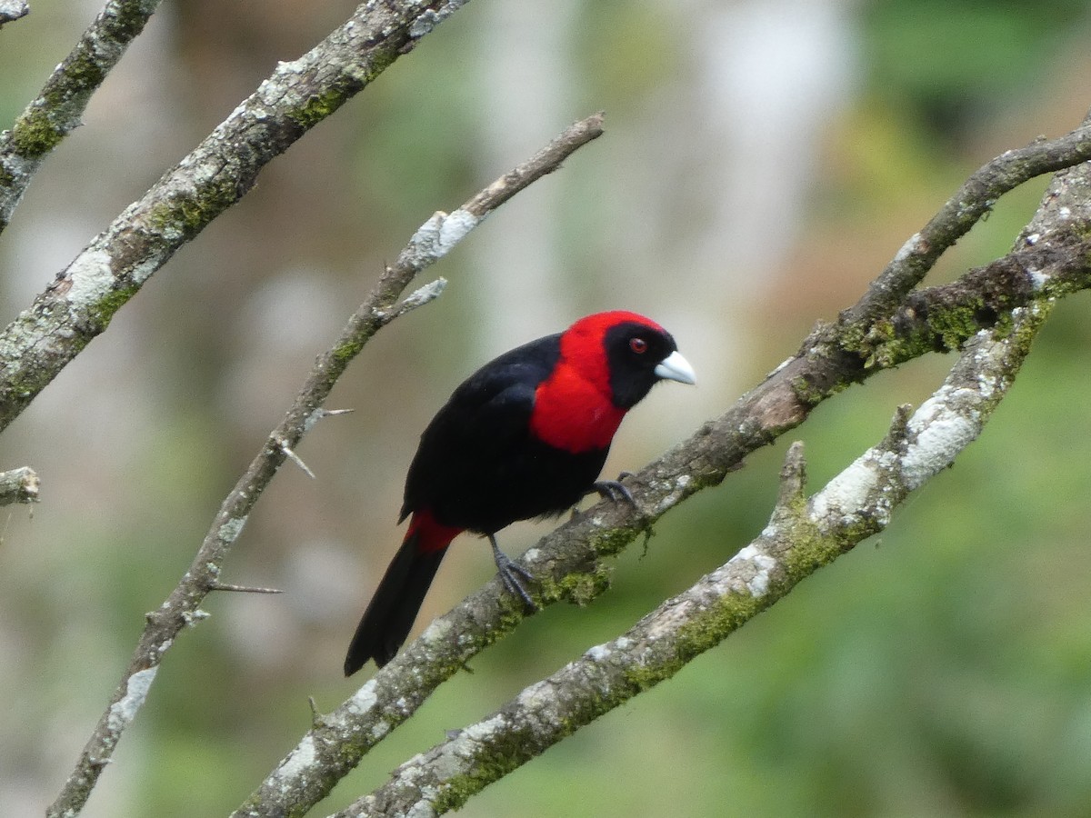 Crimson-collared Tanager - Abiecer Soza Jarquin