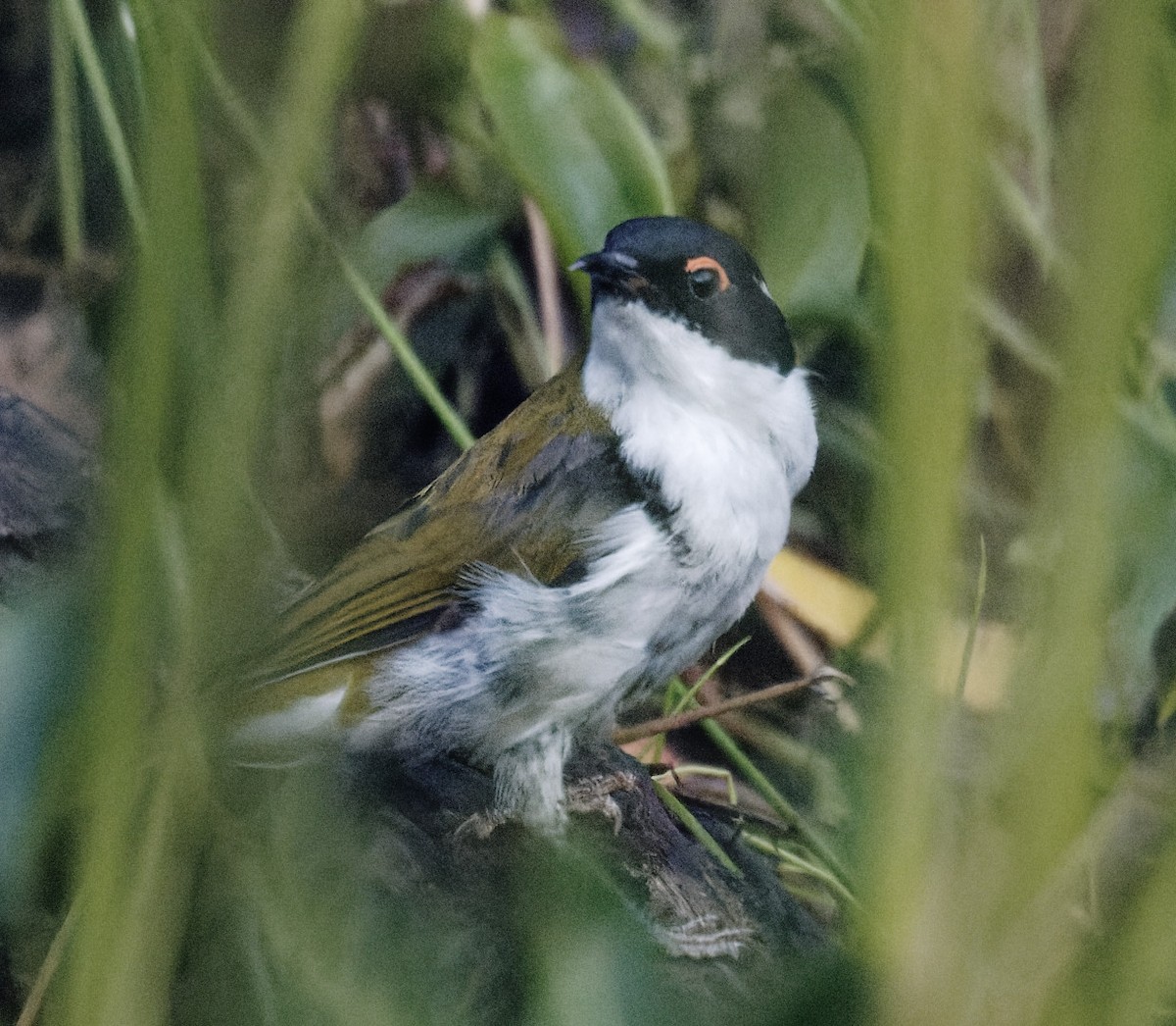 White-naped Honeyeater - Peter Bennet