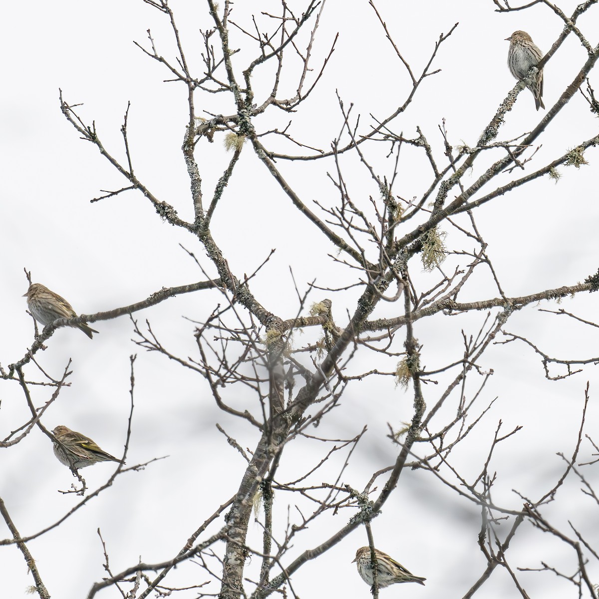 Pine Siskin - ML615159857