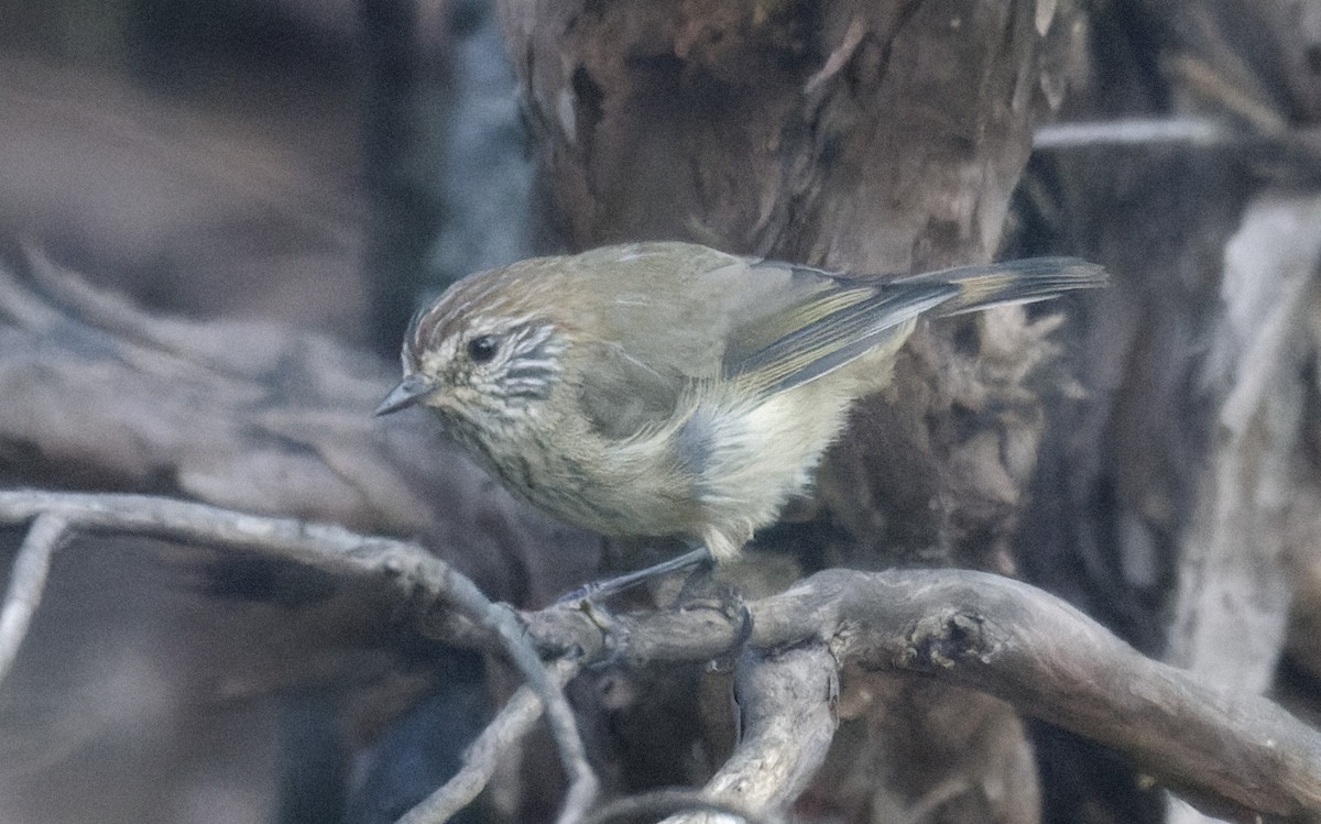 Striated Thornbill - Peter Bennet