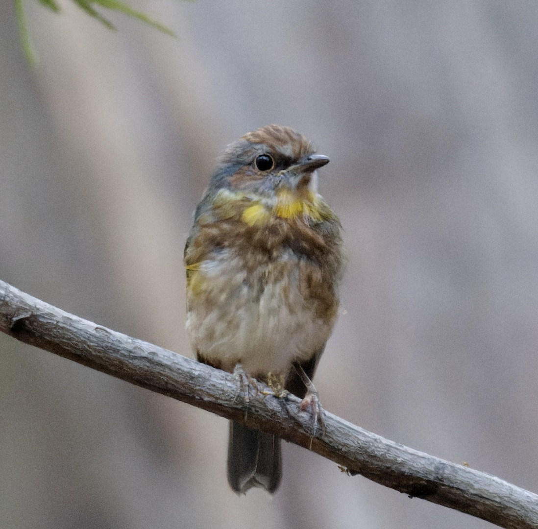 Eastern Yellow Robin - Peter Bennet