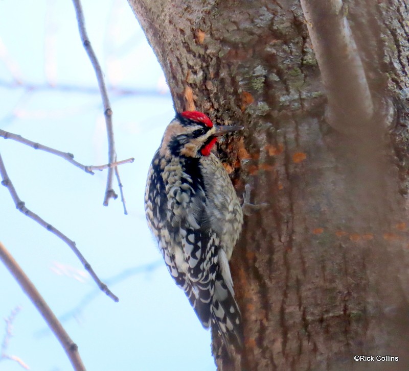 Yellow-bellied Sapsucker - ML615159878