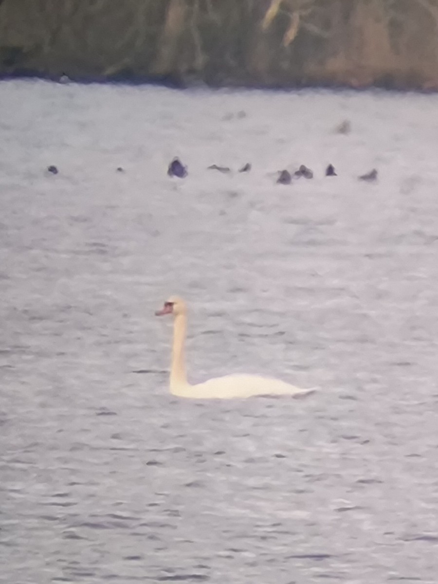 Cigno reale - ML615159924