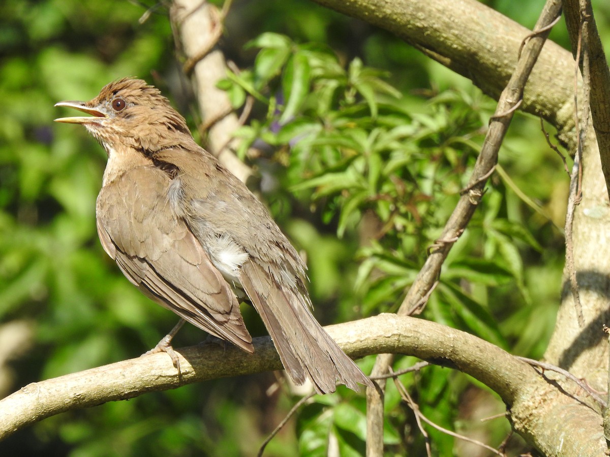 Creamy-bellied Thrush - ML615159935