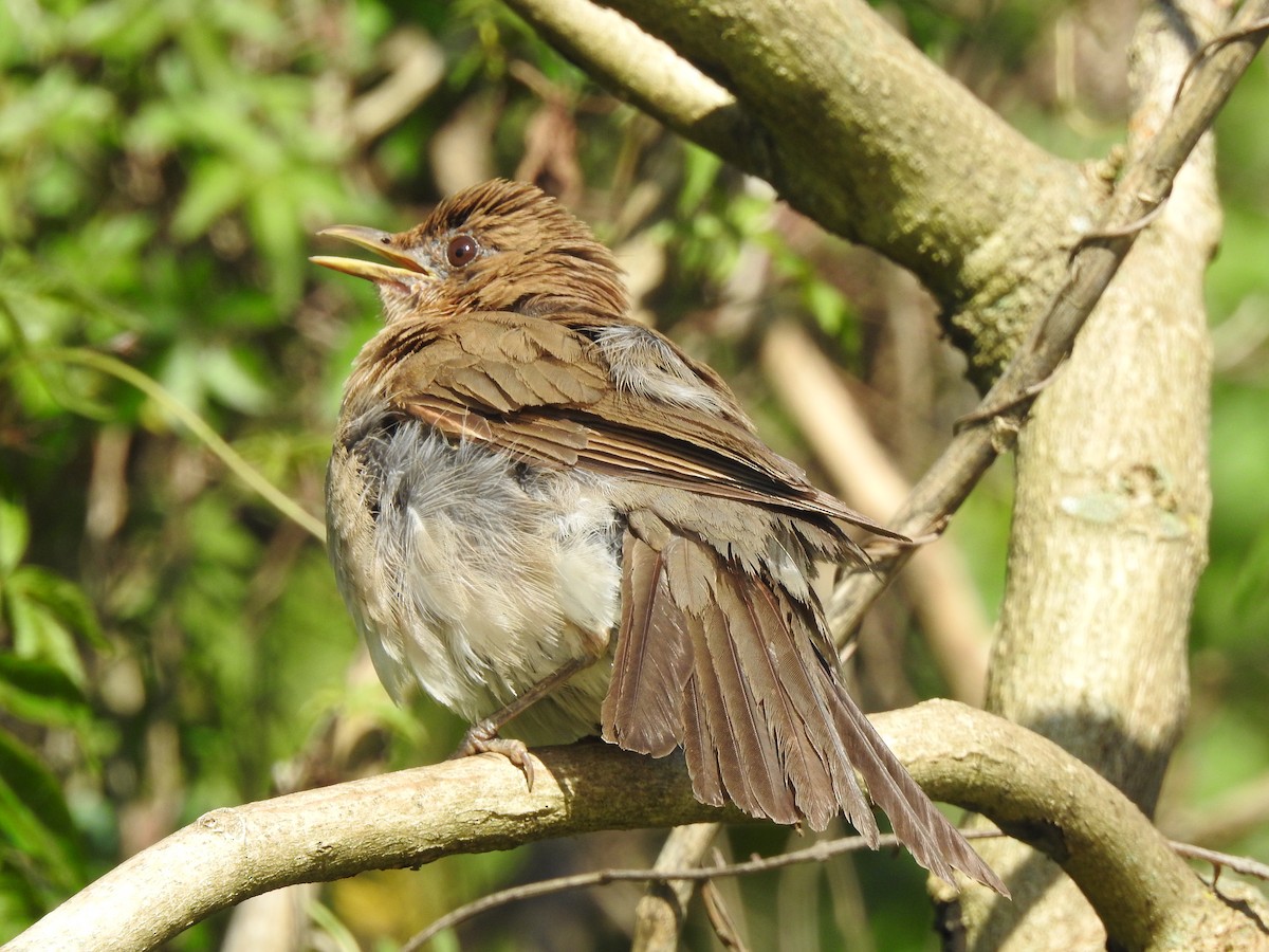 Creamy-bellied Thrush - Melissa Alves