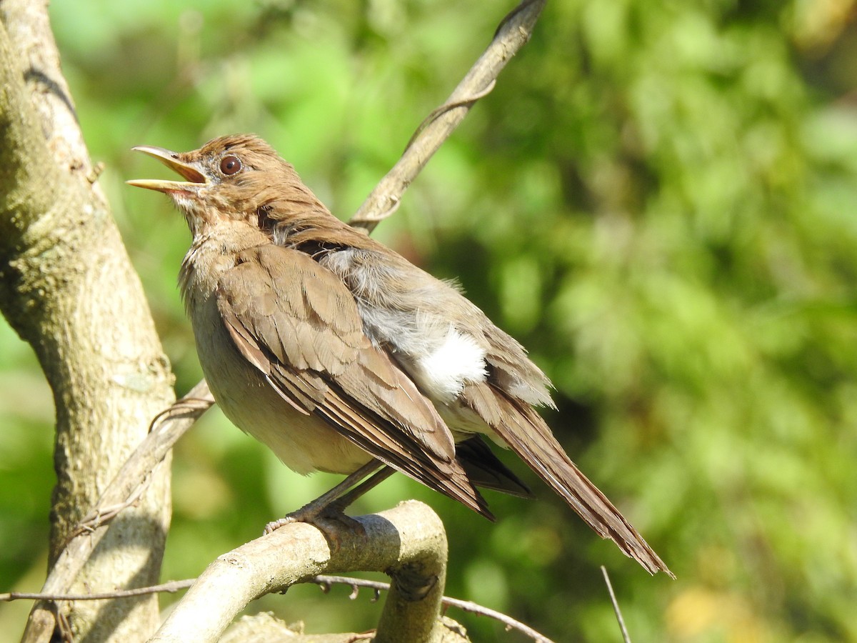 Creamy-bellied Thrush - Melissa Alves