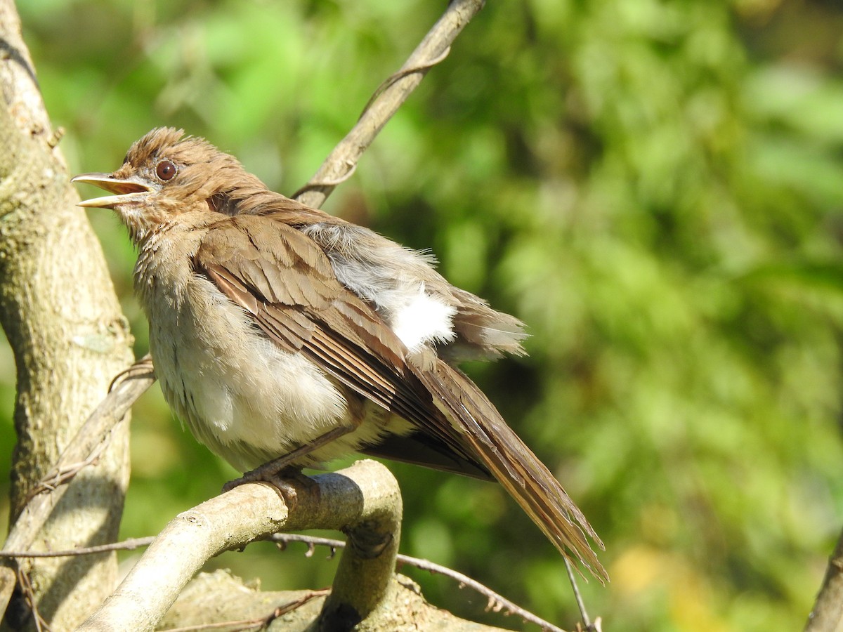 Creamy-bellied Thrush - Melissa Alves