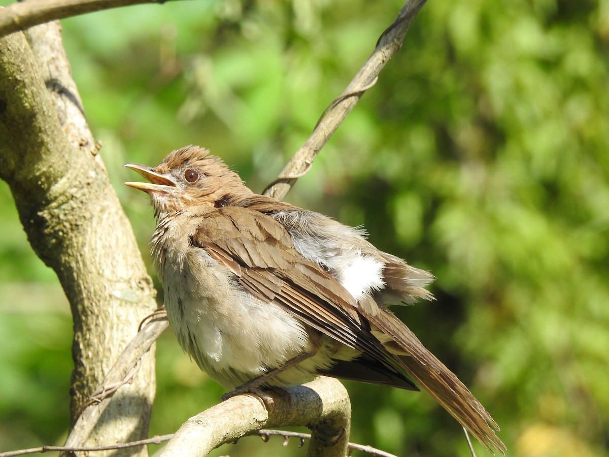 Creamy-bellied Thrush - ML615159956