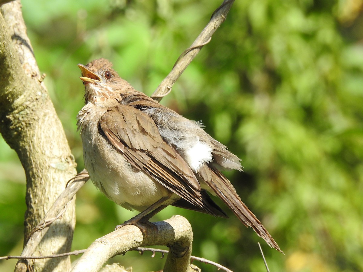 Creamy-bellied Thrush - Melissa Alves